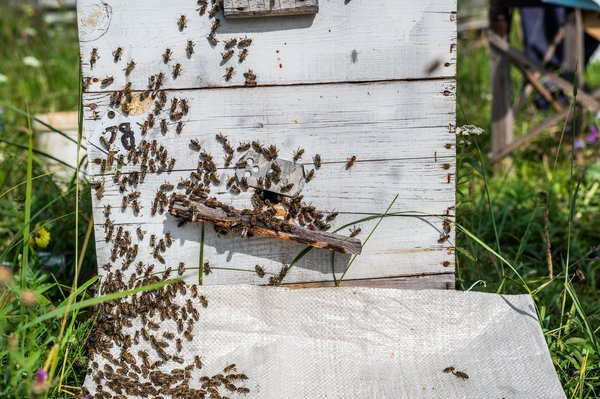 Pourquoi dit-on que le Bee Wrap est économique, écologique et comment s’en servir ?